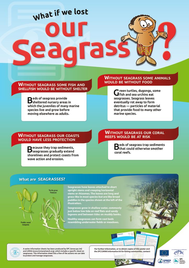 thumbnail of Anon_13_ISFC_00g_Poster_Seagrass